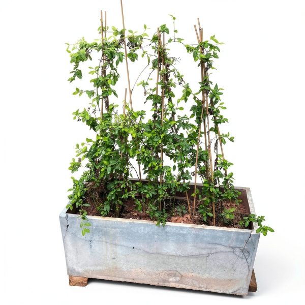 BOVITRO Bamboo Plant Stakes Natural Garden Support Sticks-5