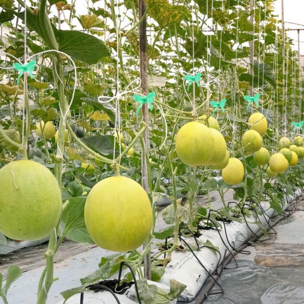 Prudiut Garden Stretch Tie Tape Green Plant Support Elastic-5